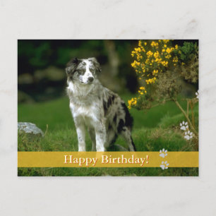 Happy Birthday! - dog postcard