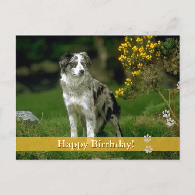 Happy Birthday! -  dog postcard (Front)