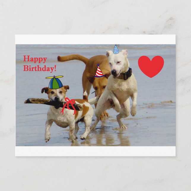 happy birthday dogs postcard (Front)