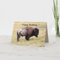 Happy Birthday, Dusty Bison Bull