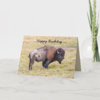 Happy Birthday, Dusty Bison Bull Humour