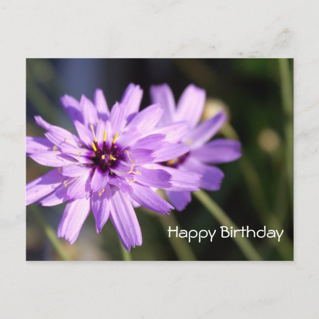Happy birthday, elegant purple daisy flower postcard (Front)