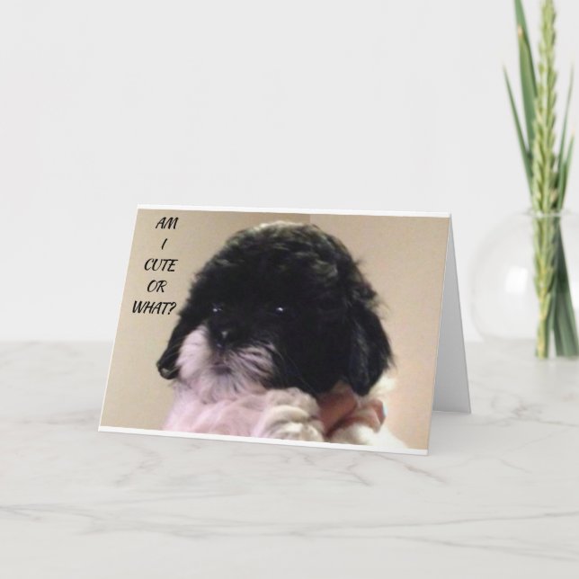 HAPPY "BIRTHDAY" FROM CUTE SHIH TZU PUP CARD (Front)