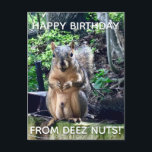 Happy Birthday from Deez Nuts Funny Squirrel Photo Postcard<br><div class="desc">Happy Birthday from DEEZ NUTS! A hilarious squirrel play on words joke about his nuts. Crude humour on an adult's birthday postcard. Make your friends laugh with this pop culture quote.</div>