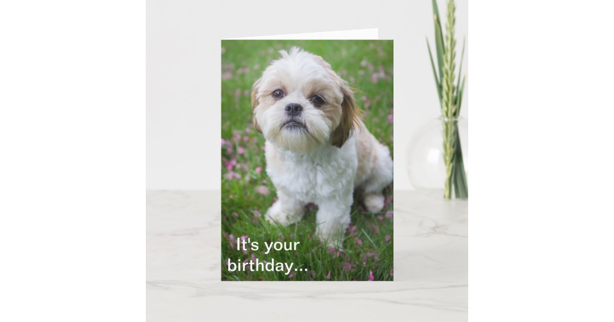 Happy Birthday From Edie The Shih Tzu Puppy Card Zazzle Co Nz