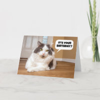 Happy Birthday From The Cat Humour