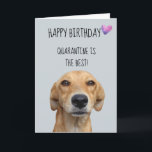 Happy Birthday From The Dog Quarantine Covid-19 Card<br><div class="desc">This design was created though digital art. It may be personalised in the area provide or customising by choosing the click to customise further option and changing the name, initials or words. You may also change the text colour and style or delete the text for an image only design. Contact...</div>
