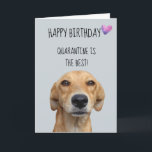 Happy Birthday From The Dog Quarantine Covid-19 Card<br><div class="desc">This design was created though digital art. It may be personalised in the area provide or customising by choosing the click to customise further option and changing the name, initials or words. You may also change the text colour and style or delete the text for an image only design. Contact...</div>