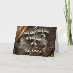 Happy Birthday from the group Fun Raccoons Card