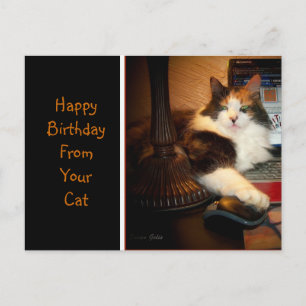 Happy Birthday From Your Cat Greeting Postcard