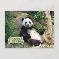 Happy Birthday Giant Panda Bear 