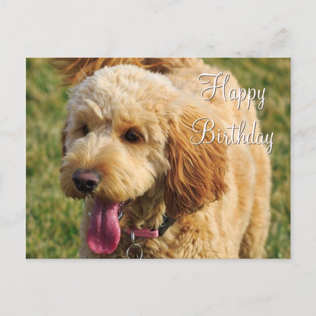 Happy Birthday Goldendoodle Dog Postcard (Front)
