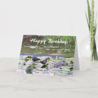 Happy Birthday Hawaiian Common Moorhen, Lily Pond