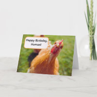 Happy Birthday Human Brown Chicken Hen Close-up