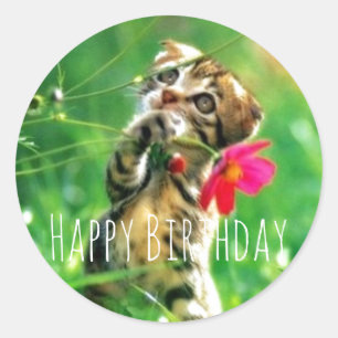 Happy Birthday Kitten Circle Stickers