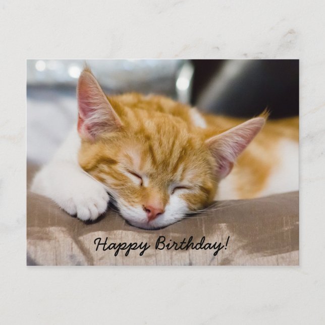 Happy Birthday Kitten Postcard (Front)