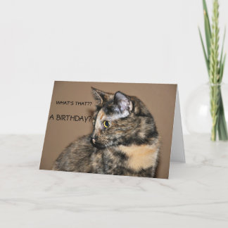 Happy Birthday Kitty Card