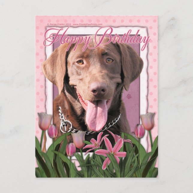 Happy Birthday - Labrador - Chocolate Postcard (Front)