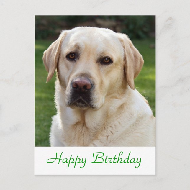 Happy Birthday Labrador Retriever  Dog Post Card (Front)
