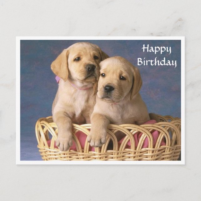 Happy Birthday Labrador Retriever Puppy  Post Card (Front)