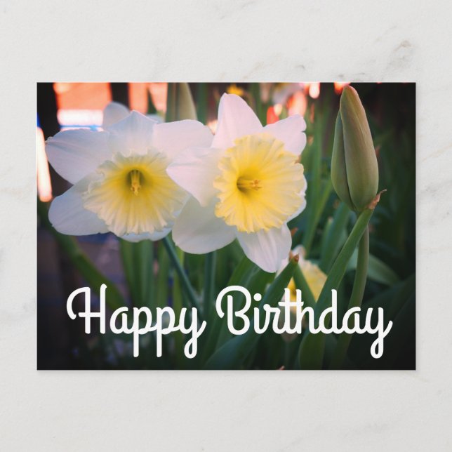 Happy Birthday Large-Cupped Daffodil Postcard (Front)