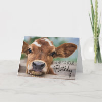 Happy Birthday | Little Cow Calf