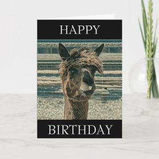 Happy Birthday Llama - Birthday Card