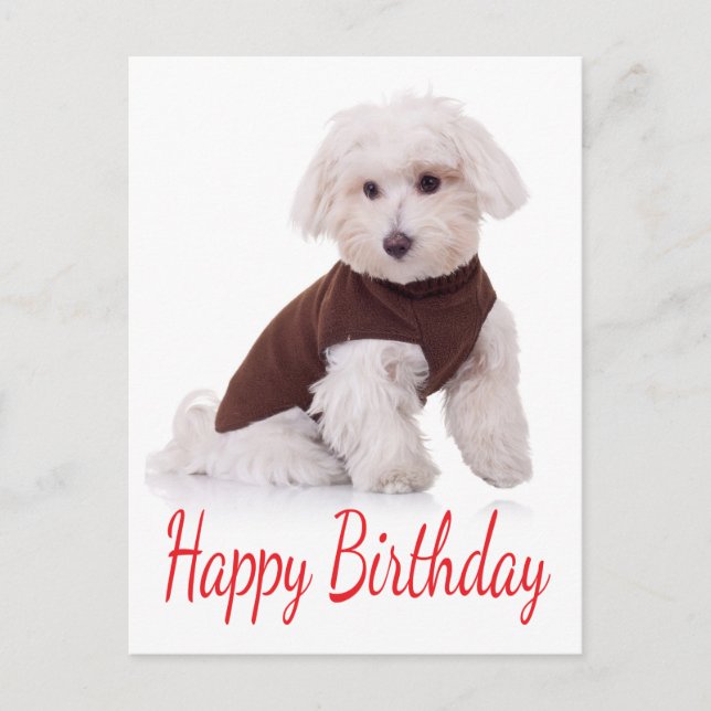 Happy Birthday Maltese Puppy Dog  Post Card (Front)