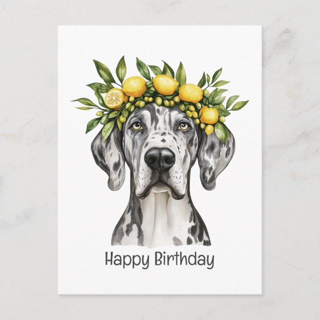 Happy Birthday Merle Great Dane Dog Lemon Crown Postcard (Front)