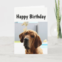 Happy Birthday Middle Age Over the Hill Humour Dog
