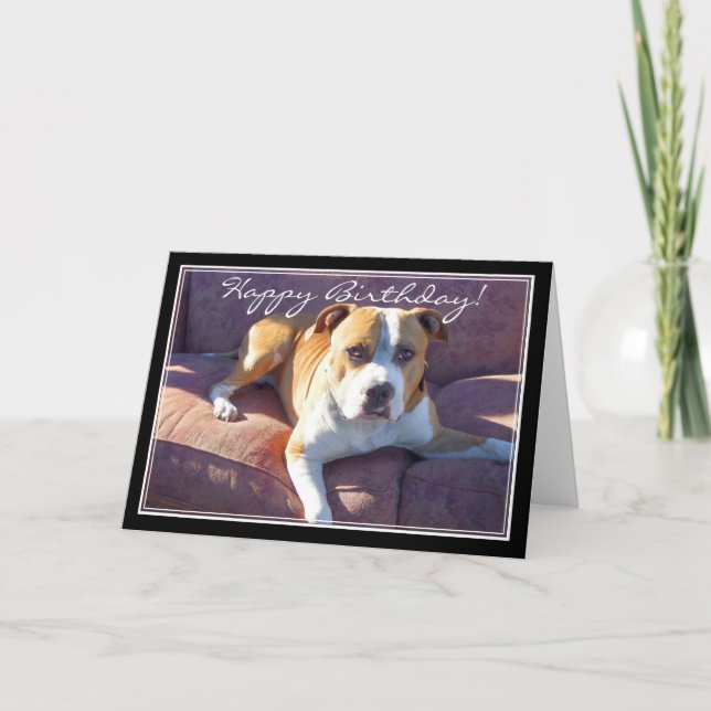Happy Birthday Pitbull Dog card (Front)