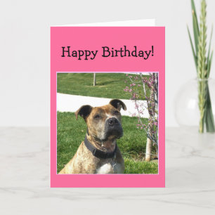 Happy Birthday Pitbull greeting card