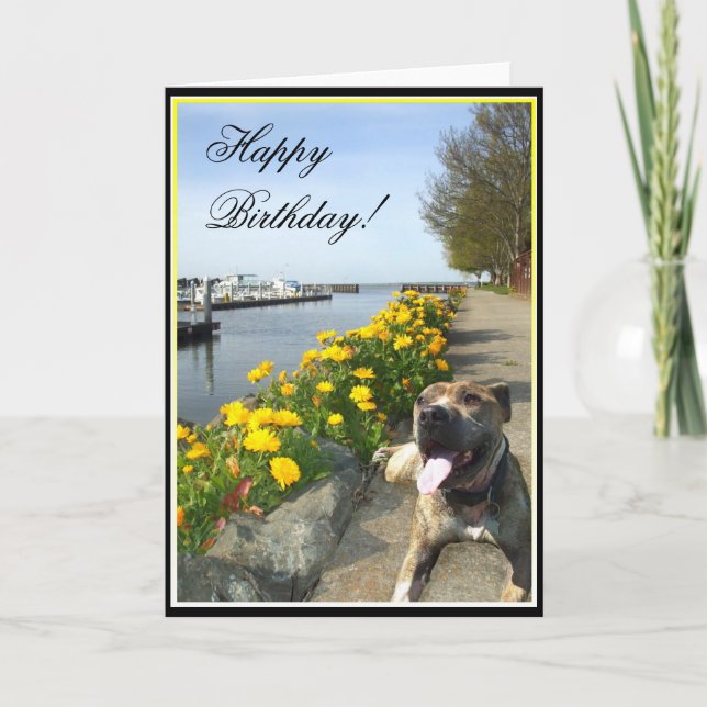 Happy Birthday Pitbull greeting card (Front)