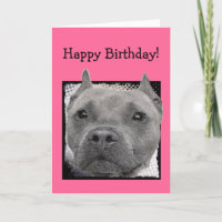Happy  Birthday Pitbull greeting card