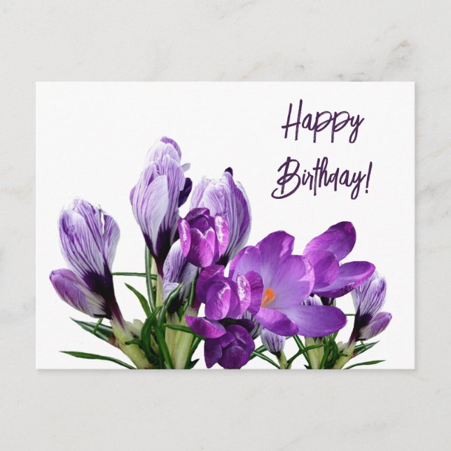 Happy Birthday pretty purple crocus flowers floral Postcard (Front)