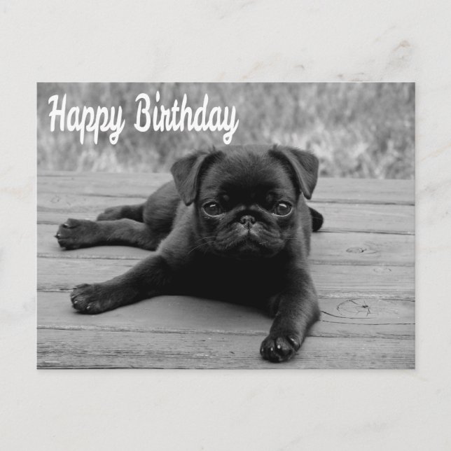 Happy Birthday Pug Puppy Dog Postcard (Front)