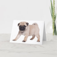 Happy Birthday Pug Puppy Dog - Verse Inside