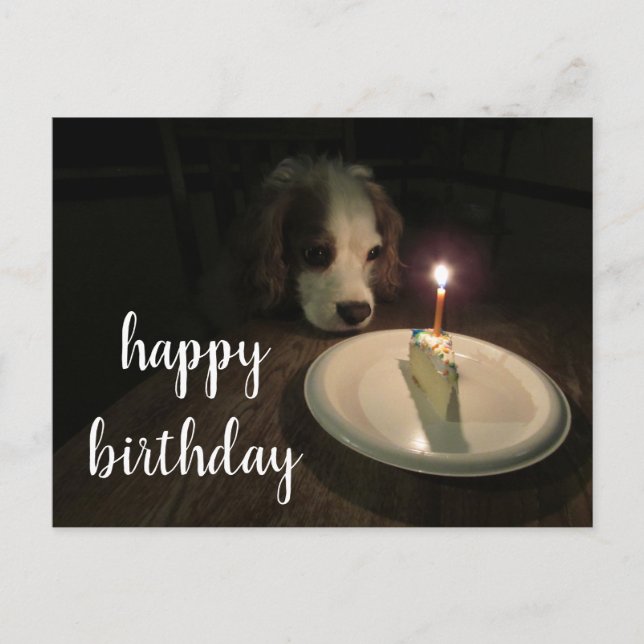 Happy Birthday Puppy | Postcard (Front)