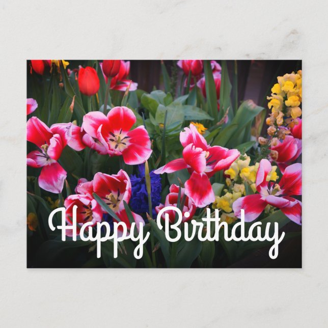 Happy Birthday Red and White Tulips Postcard (Front)