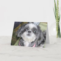 Happy Birthday Shih Tzu Girl Greeting Card