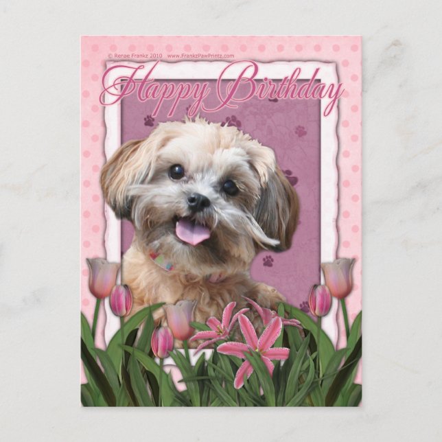 Happy Birthday - ShihPoo - Maggie Postcard (Front)