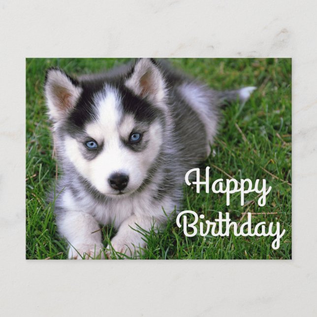 Happy Birthday Siberian Husky Puppy Dog Post Card (Front)