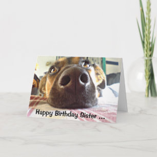 Happy Birthday Sister One I look up to! Cute Dog Card