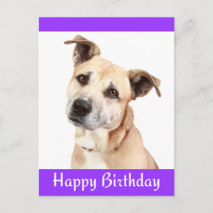 Happy Birthday Staffordshire Terrier Dog Post Card