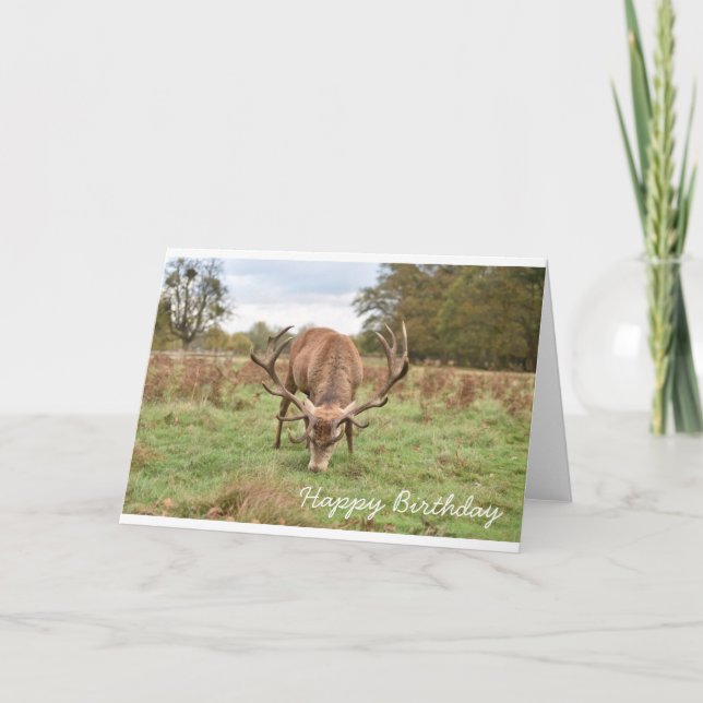 Happy Birthday - Stag in the Woods Card (Front)