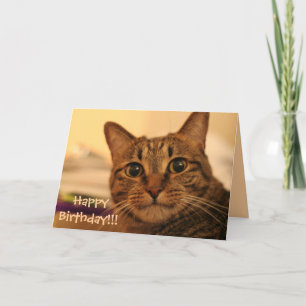 Happy Birthday Tabby Cat Card