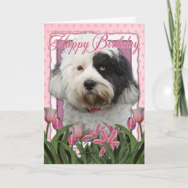 Happy Birthday - Tibetan Terrier Card (Front)