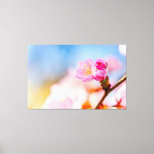 Happy Birthday To Sakura Cherry Blossoms In Spring Canvas Print
