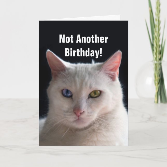 Happy Birthday Turkish Angora Cat Humour Card (Front)