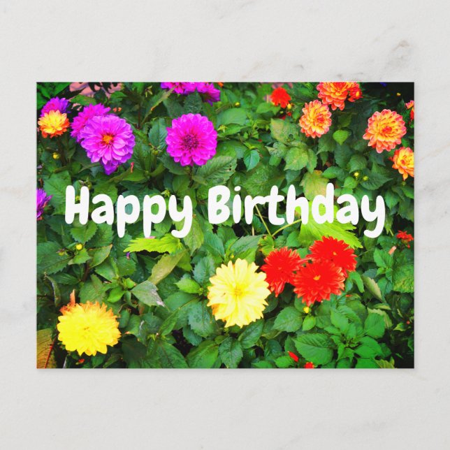 Happy Birthday Various Dahlias #1 Postcard (Front)